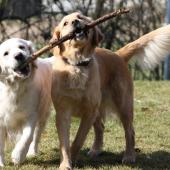 Die Rechte eines Hundes